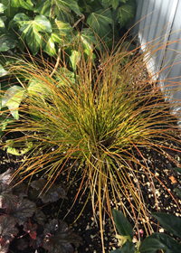 Carex testacea